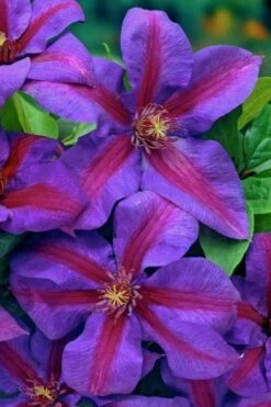 Mrs. Norman Thompson Clematis - 1 Gallon Pot -Wilson Bros Gardens clematis mrs norman thompson 20