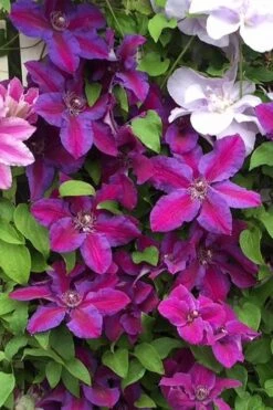 Mrs. Norman Thompson Clematis - 1 Gallon Pot -Wilson Bros Gardens clematis mrs norman thompson 25