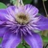 Multi Blue Clematis - 1 Gallon Pot -Wilson Bros Gardens clematis multi blue 1