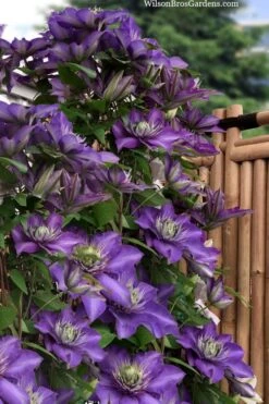 Multi Blue Clematis - 1 Gallon Pot -Wilson Bros Gardens clematis multi blue 3