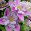 Piilu Clematis (Little Duckling) - 1 Gallon Pot -Wilson Bros Gardens clematis piilu 4
