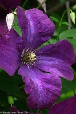 Polish Spirit Clematis - 1 Gallon Pot 18 Polish Spirit Clematis - 1 Gallon Pot -Wilson Bros Gardens clematis polish spirit 1