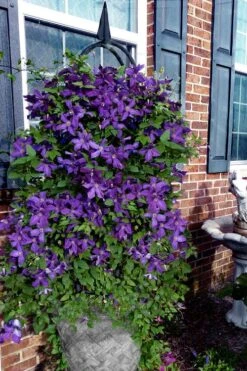 Polish Spirit Clematis - 1 Gallon Pot 15 Polish Spirit Clematis - 1 Gallon Pot -Wilson Bros Gardens clematis polish spirit 10