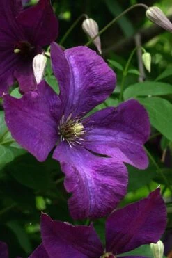 Polish Spirit Clematis - 1 Gallon Pot 19 Polish Spirit Clematis - 1 Gallon Pot -Wilson Bros Gardens clematis polish spirit 2