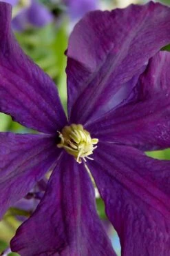 Polish Spirit Clematis - 1 Gallon Pot 17 Polish Spirit Clematis - 1 Gallon Pot -Wilson Bros Gardens clematis polish spirit 5