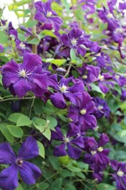 Polish Spirit Clematis - 1 Gallon Pot 16 Polish Spirit Clematis - 1 Gallon Pot -Wilson Bros Gardens clematis polish spirit 6