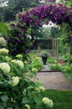 Polish Spirit Clematis - 1 Gallon Pot 14 Polish Spirit Clematis - 1 Gallon Pot -Wilson Bros Gardens clematis polish spirit 7