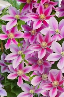 Poseidon Clematis - 1 Gallon Pot -Wilson Bros Gardens clematis poseidon 11