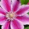 Poseidon Clematis - 1 Gallon Pot 2 Poseidon Clematis - 1 Gallon Pot -Wilson Bros Gardens clematis poseidon 8