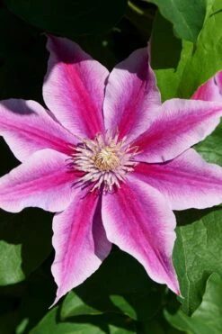 Poseidon Clematis - 1 Gallon Pot -Wilson Bros Gardens clematis poseidon 9