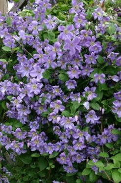 Prince Charles Clematis - 1 Gallon Pot -Wilson Bros Gardens clematis prince charles 1