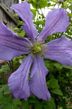 Prince Charles Clematis - 1 Gallon Pot -Wilson Bros Gardens clematis prince charles 4