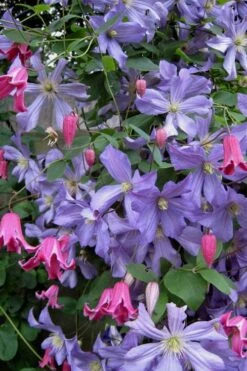 Prince Charles Clematis - 1 Gallon Pot -Wilson Bros Gardens clematis prince charles 6
