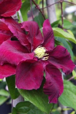 Rosemoor Clematis - 1 Gallon Pot 10 Rosemoor Clematis - 1 Gallon Pot -Wilson Bros Gardens clematis rosemoor 5