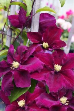 Rosemoor Clematis - 1 Gallon Pot 11 Rosemoor Clematis - 1 Gallon Pot -Wilson Bros Gardens clematis rosemoor 6