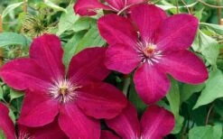 Rouge Cardinal Clematis - 1 Gallon Pot -Wilson Bros Gardens clematis rouge cardinal 2