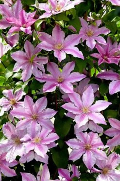 Sally Clematis - 1 Gallon Pot -Wilson Bros Gardens clematis sally 22