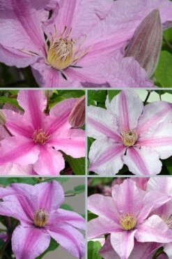 Sally Clematis - 1 Gallon Pot -Wilson Bros Gardens clematis sally 24