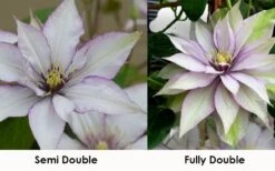 Samaritan Jo Clematis - 1 Gallon Pot -Wilson Bros Gardens clematis samaritan jo 8