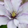 Samaritan Jo Clematis - 1 Gallon Pot -Wilson Bros Gardens clematis samaritan jo 9