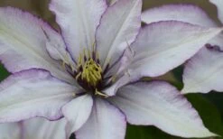 Samaritan Jo Clematis - 1 Gallon Pot -Wilson Bros Gardens clematis samaritan joe 1