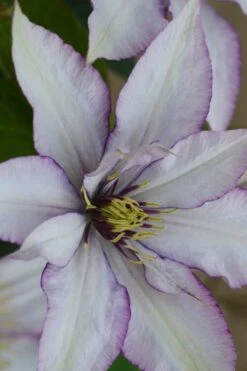 Samaritan Jo Clematis - 1 Gallon Pot -Wilson Bros Gardens clematis samaritan joe 2