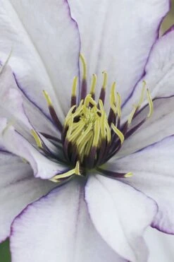 Samaritan Jo Clematis - 1 Gallon Pot -Wilson Bros Gardens clematis samaritan joe 4