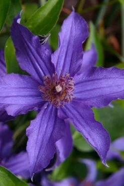 Sapphire Indigo Clematis - 3 Gallon Pot 15 Sapphire Indigo Clematis - 3 Gallon Pot -Wilson Bros Gardens clematis sapphire indigo 1