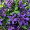 Sapphire Indigo Clematis - 3 Gallon Pot -Wilson Bros Gardens clematis sapphire indigo 4