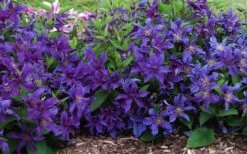 Sapphire Indigo Clematis - 3 Gallon Pot 12 Sapphire Indigo Clematis - 3 Gallon Pot -Wilson Bros Gardens clematis sapphire indigo 7