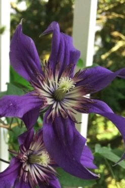 Sapphire Indigo Clematis - 3 Gallon Pot 13 Sapphire Indigo Clematis - 3 Gallon Pot -Wilson Bros Gardens clematis sapphire indigo 9