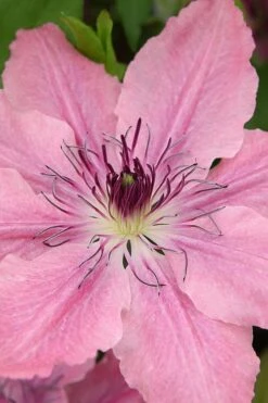 Sarah Elizabeth Clematis - 1 Gallon Pot -Wilson Bros Gardens clematis sarah elizabeth 3