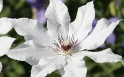 Snow Queen Clematis - 1 Gallon Pot 13 Snow Queen Clematis - 1 Gallon Pot -Wilson Bros Gardens clematis snow queen 3