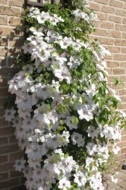 Snow Queen Clematis - 1 Gallon Pot 12 Snow Queen Clematis - 1 Gallon Pot -Wilson Bros Gardens clematis snow queen 4