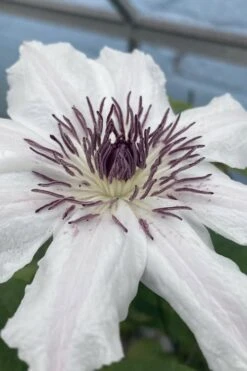 Snow Queen Clematis - 1 Gallon Pot 15 Snow Queen Clematis - 1 Gallon Pot -Wilson Bros Gardens clematis snow queen 5