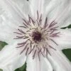 Snow Queen Clematis - 1 Gallon Pot 1 Snow Queen Clematis - 1 Gallon Pot -Wilson Bros Gardens clematis snow queen 6