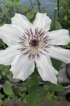 Snow Queen Clematis - 1 Gallon Pot 14 Snow Queen Clematis - 1 Gallon Pot -Wilson Bros Gardens clematis snow queen 7