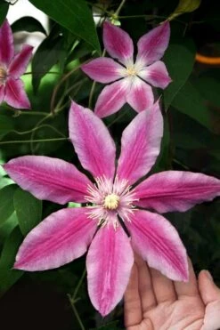 Sugar Candy Clematis - 1 Gallon Pot -Wilson Bros Gardens clematis sugar candy 3