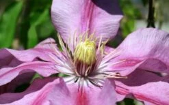 Sugar Candy Clematis - 1 Gallon Pot -Wilson Bros Gardens clematis sugar candy 5