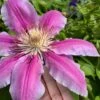 Sugar Candy Clematis - 1 Gallon Pot -Wilson Bros Gardens clematis sugar candy 6