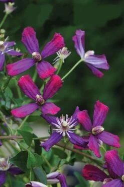 Sweet Summer Love Clematis - 1 Gallon Pot -Wilson Bros Gardens clematis sweet summer love 8