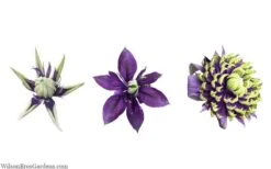 Taiga Clematis - 1 Gallon Pot -Wilson Bros Gardens clematis taiga 24 1