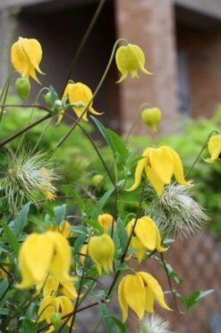 Tangutica Yellow Clematis - 1 Gallon Pot 19 Tangutica Yellow Clematis - 1 Gallon Pot -Wilson Bros Gardens clematis tangutica 1