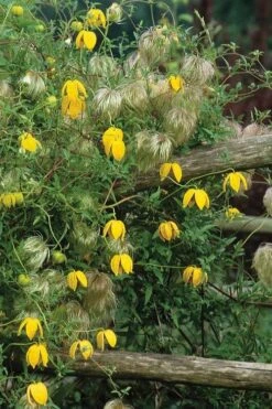 Tangutica Yellow Clematis - 1 Gallon Pot 16 Tangutica Yellow Clematis - 1 Gallon Pot -Wilson Bros Gardens clematis tangutica 4