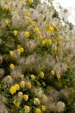 Tangutica Yellow Clematis - 1 Gallon Pot 15 Tangutica Yellow Clematis - 1 Gallon Pot -Wilson Bros Gardens clematis tangutica flowers and seedheads