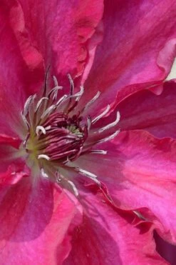 Garland Tekla Clematis - 1 Gallon Pot -Wilson Bros Gardens clematis tekla 1