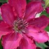 Garland Tekla Clematis - 1 Gallon Pot -Wilson Bros Gardens clematis tekla 2