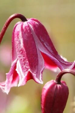 Etioile Rose Clematis - 1 Gallon Pot -Wilson Bros Gardens clematis texensis etoile rose 1