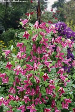 Etioile Rose Clematis - 1 Gallon Pot -Wilson Bros Gardens clematis texensis etoile rose 4
