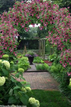 Etioile Rose Clematis - 1 Gallon Pot -Wilson Bros Gardens clematis texensis etoile rose 5